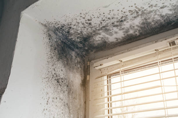 Trusted Attic Mold Removal service in Matawan, NJ - Cheap Mold Removal